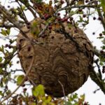 La présence du frelon asiatique augmente dans les Asturies et dépasse les cinq nids par kilomètre dans les zones critiques