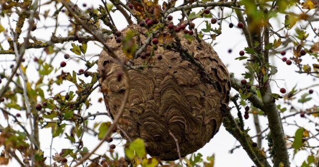 La presencia del avispón asiático crece en Asturias y supera los cinco nidos por kilómetro en zonas críticas