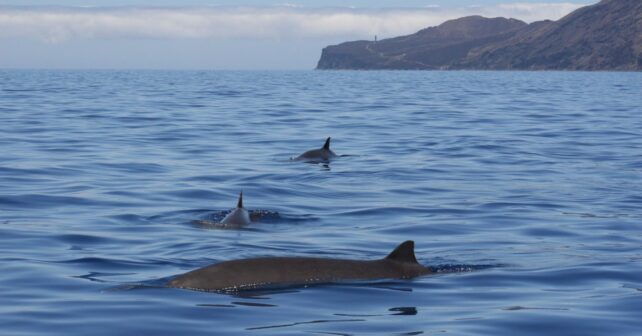protección de áreas marinas en Canarias