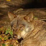 La protection du loup ibérique en Espagne fait face à un éventuel changement juridique devant la Cour Constitutionnelle