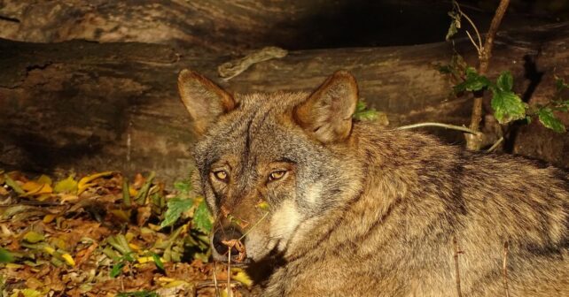 proteccion del lobo iberico en españa