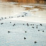 La récupération de l'eau déclenche des oiseaux à Las Tablas de Daimiel et des espèces protégées avec un nombre record historique