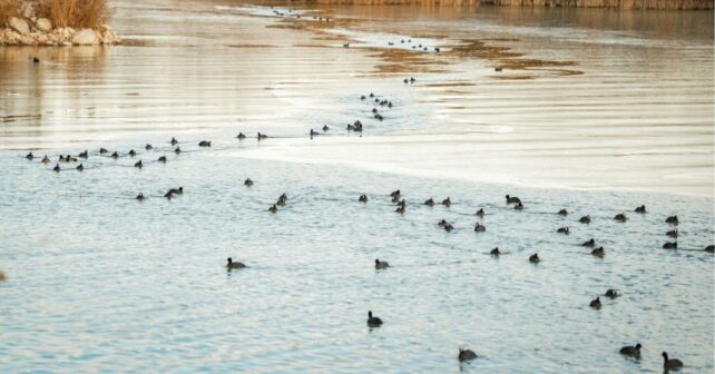 Recuperación de agua dispara aves en Las Tablas de Daimiel y especies protegidas con gran concentración de aves