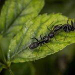 La reforestation des pins ne rétablit pas la biodiversité des forêts matures, même après un siècle