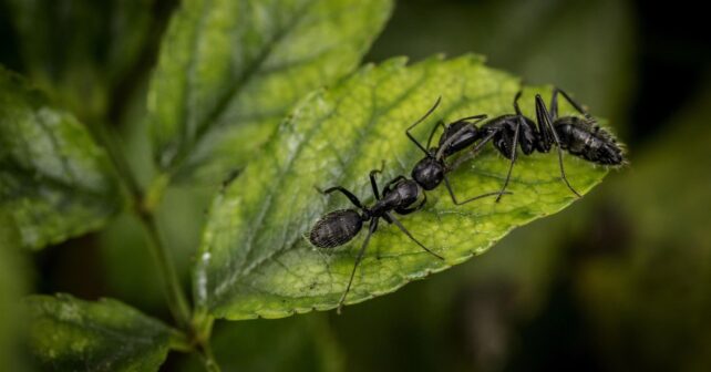 repoblaciones de pinos no recuperan biodiversidad de bosques maduros