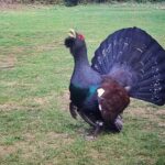 La restriction d'accès due à la chaleur du grand tétras dans les zones critiques de León protège sa reproduction