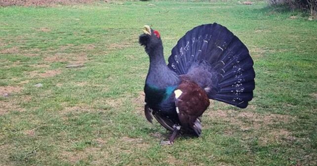 restricción de acceso por celo del urogallo en zonas críticas de León cantadero