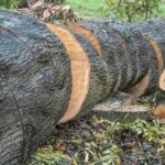 L’accord UE Mercosur suscite un débat sur les risques de déforestation et d’utilisation de pesticides
