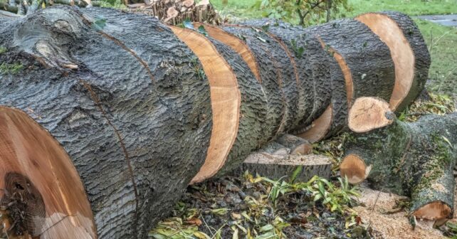 Acuerdo UE Mercosur genera debate por su impacto ambiental y comercial