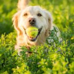 Le Gouvernement confirme des amendes allant jusqu'à 10 000 euros pour lâcher son chien dans l'espace public : la loi sur le bien-être animal le soutient