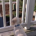 Le Gouvernement confirme la règle : il est interdit de laisser son chien en terrasse et la Loi sur le Bien-être Animal le soutient