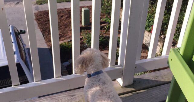 Perro solo en una terraza o balcón, práctica prohibida por la Ley de Bienestar Animal en España.