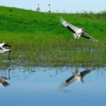 Le Plan Spécial Alto Guadiana promeut la durabilité des aquifères de Castille-La Manche comme modèle d'eau en Espagne