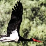 Le Recensement international des oiseaux aquatiques hivernants 2026 en Estrémadure détecte moins d'oiseaux et plus d'espèces envahissantes