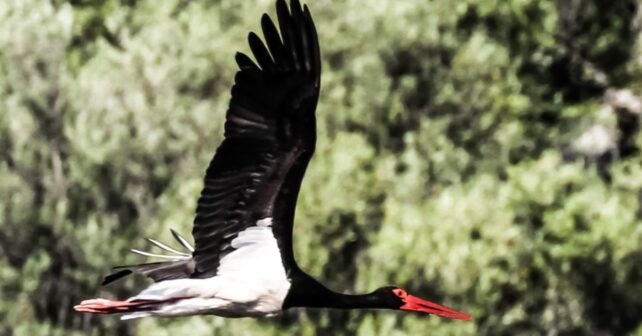 Censo Internacional de Aves Acuáticas Invernantes 2026 en Extremadura