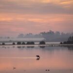 Le Tribunal National suspend la démarcation de Doñana après l'appel du WWF et met en danger la gestion du parc