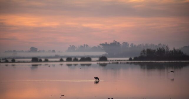 Audiencia Nacional suspende el deslinde de Doñana tras el recurso de WWF
