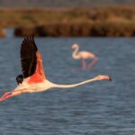 Le WWF dénonce la démarcation de Doñana et défend qu'il s'agit d'un marais d'eau douce et porte plainte contre le gouvernement