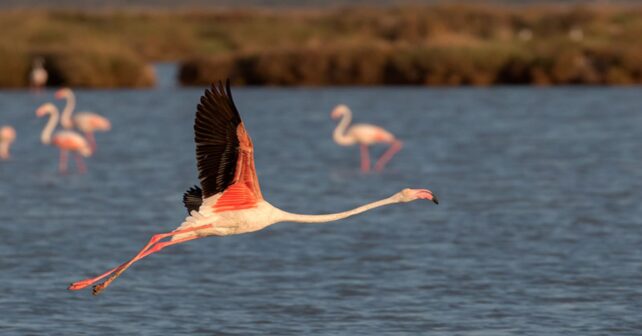 WWF denuncia el deslinde de Doñana y defiende que es marisma de agua dulce