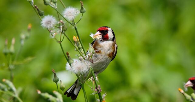 el jilguero europeo cae en España y pierde hasta un 43% de su población en primavera