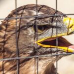 Le droit pénal environnemental européen en Espagne est urgent : le tournant juridique clé pour protéger la biodiversité et la planète