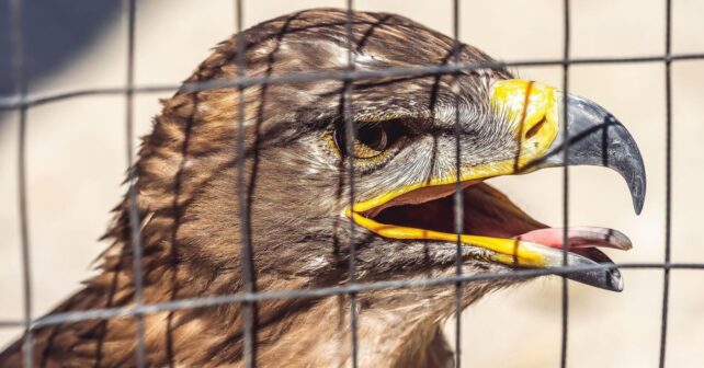 ley penal ambiental europea en España urgente