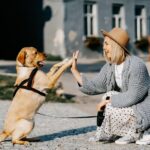 Le jeu interactif avec les chiens améliore le lien émotionnel : l'habitude quotidienne qui change la relation avec votre animal