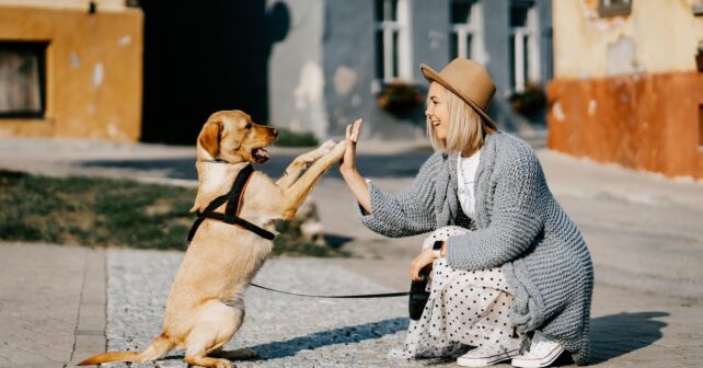 juego interactivo con perros mejora el vínculo emocional