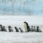 Le manchot empereur et l'otarie à fourrure de l'Antarctique menacés par le changement climatique selon la Liste rouge de l'UICN
