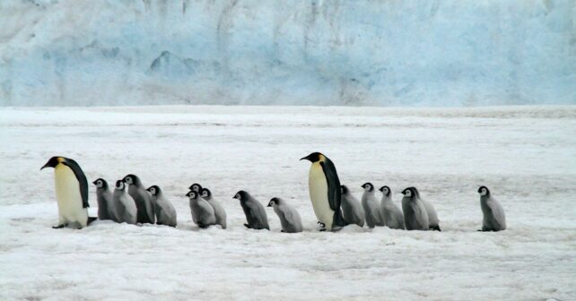 El pingüino emperador y el lobo fino antártico en peligro por el cambio climático