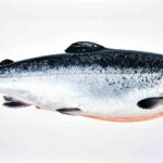 Le saumon pourrait entrer dans la catégorie des espèces menacées en Espagne : demande sans précédent au gouvernement