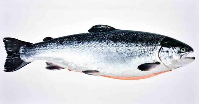 Salmón atlántico (Salmo salar) en peligro de extinción en España.