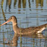 Le tourisme ornithologique stimule la récupération des zones humides de Doñana et attire davantage de visiteurs au milieu de l'expansion du tourisme de nature
