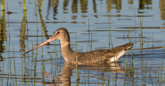 el turismo ornitológico impulsa la recuperación de humedales en Doñana y atrae más visitantes