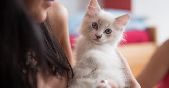 Beneficios del ronroneo de los gatos en persona relajada con mascota