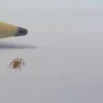 Les biologistes célèbrent une étape importante en Espagne : ils découvrent une nouvelle espèce d'araignée de 3 mm à Almería