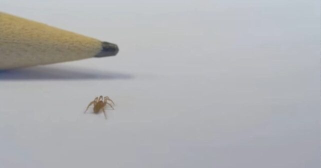 Araña Cryptodrassus michaeli de 3 mm junto a la punta de un lápiz en Almería.