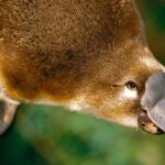 Les biologistes n'en reviennent pas : ils découvrent que les ornithorynques ont des traits exclusifs d'ADN d'oiseau dans leurs cheveux et soulèvent des doutes sur leur évolution