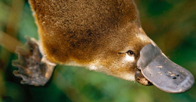Primer plano de un ornitorrinco con detalle en su pelaje donde se han hallado melanosomas huecos similares a los de aves.
