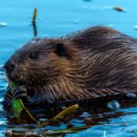 Les biologistes n'en reviennent pas : ils trouvent dans le Tage plusieurs spécimens d'un animal qu'ils pensaient éteint depuis des années