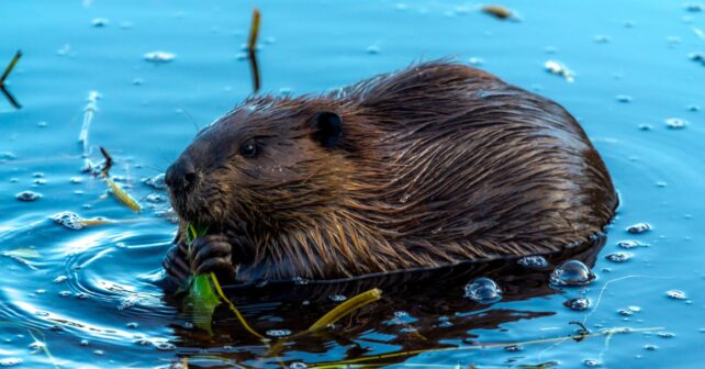 Castor europeo nadando en el río Tajo tras su inesperada aparición en España.