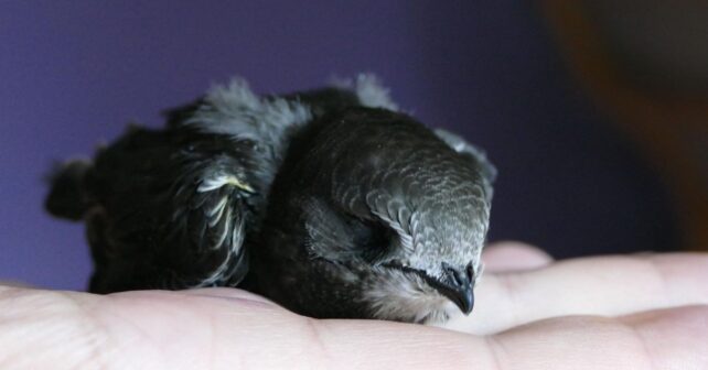 los centros de recuperación de fauna en Castilla y León aumentan los rescates y mejoran la conservación de la biodiversidad