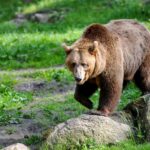 Les chercheurs n'y croient pas : les ours bruns sont curieux et c'est pourquoi ils fouillent dans les affaires des gens