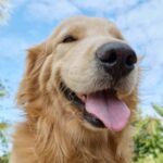 Les chiens ressemblent à leurs propriétaires et la science le confirme : ils trouvent des « racines génétiques communes » dans le comportement des Golden Retrievers et des humains.
