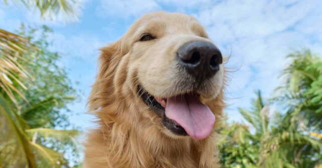 Golden Retriever sonriente en primer plano al aire libre, ejemplo de vínculo entre perros y humanos según la ciencia.