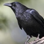 Les corbeaux font partie des oiseaux les plus intelligents au monde et possèdent des capacités surprenantes scientifiquement prouvées selon les experts du CSIC.
