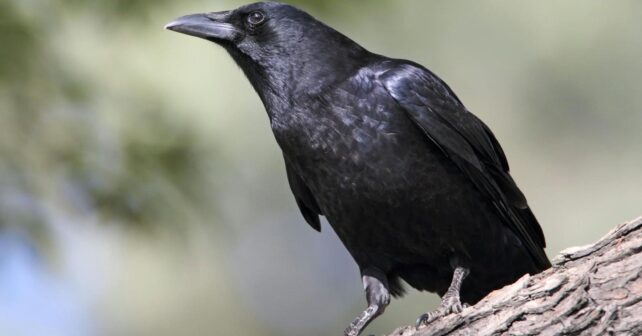 Los cuervos son de las aves más inteligentes del mundo con habilidades sorprendentes comprobadas científicamente