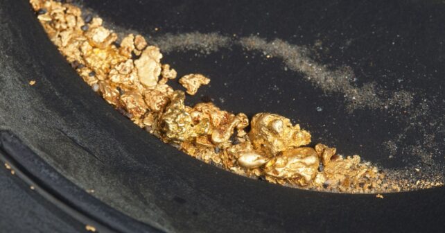 Pepitas de oro en batea durante trabajos de prospección minera en Cabañeros.