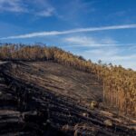 Les écologistes demandent d'interdire le pâturage après les incendies dans les Asturies pour éviter les profits et arrêter les incendies