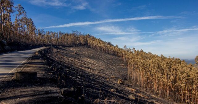 Ecologistas piden prohibir pastoreo tras incendios en Asturias para evitar beneficio